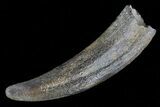 Fossil Pygmy Sperm Whale (Kogiopsis) Tooth #78231-1